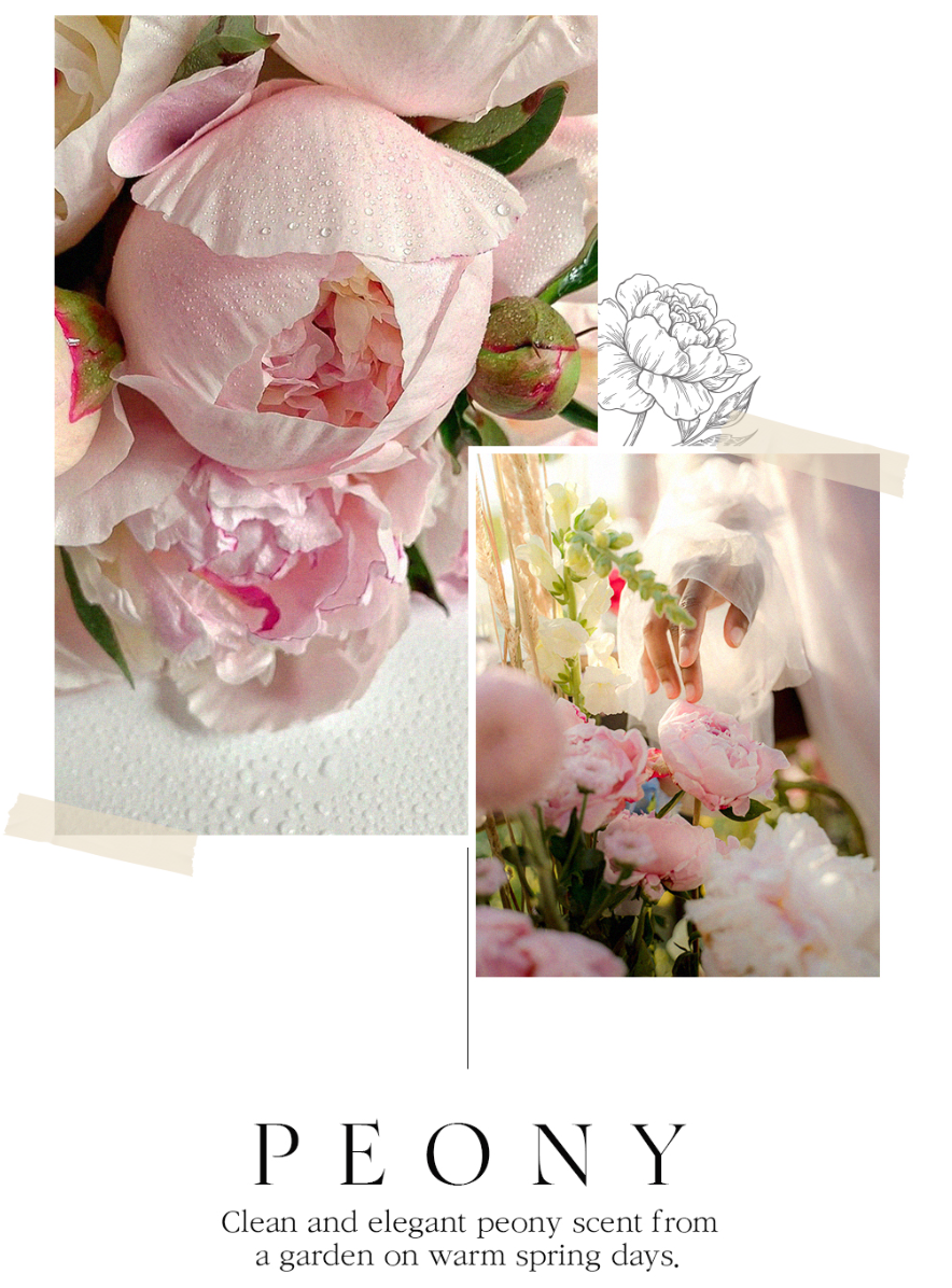 BEAUTY OF MAJESTY Perfume Body Lotion